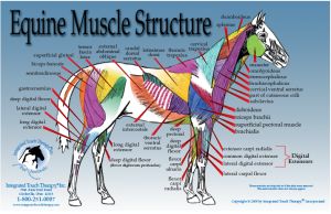 Equine Muscle Chart